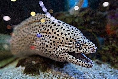 Switch 2首发游戏《Fast Fusion》将采用全新渲染技术